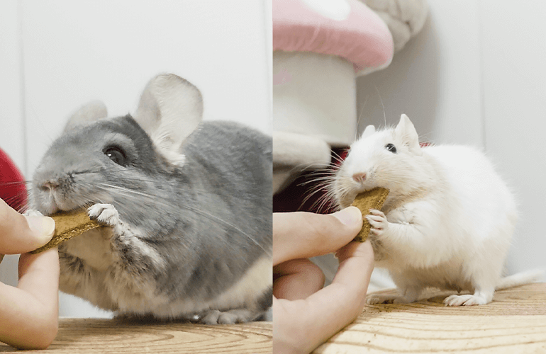 チンチラとデグーにショコラ味のクッキー！チョコを食べても大丈夫なの？