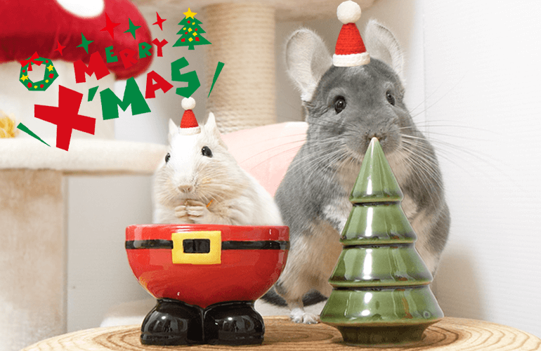 【Merry Christmas】チンチラとデグーと過ごす最高のクリスマス