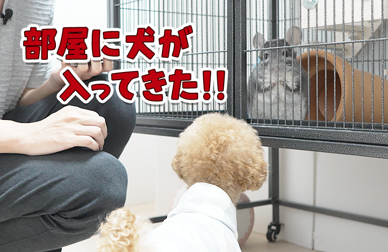 チンチラとデグーの部屋に犬が入ってきた！