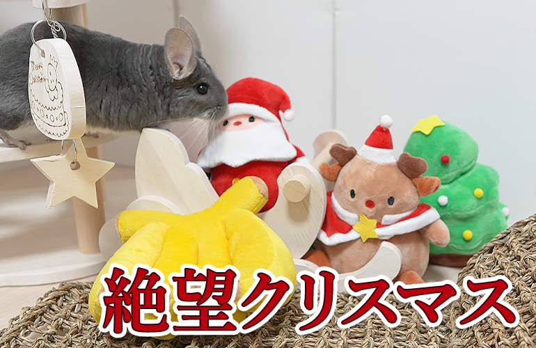 チンチラとデグーにクリスマスプレゼントをあげたら塩対応すぎた