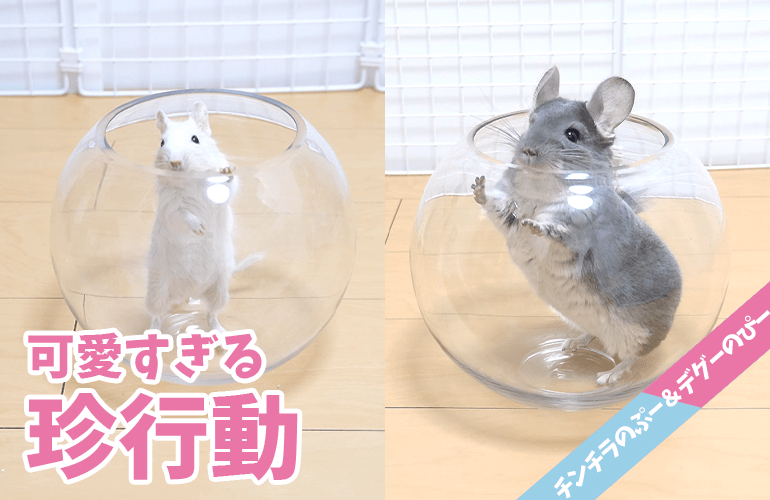 【チンチラ＆デグー】そこまで似るの！？砂浴びが大好きなぷーちゃんとぴーちゃんの珍行動がそっくりすぎておもしろいｗ