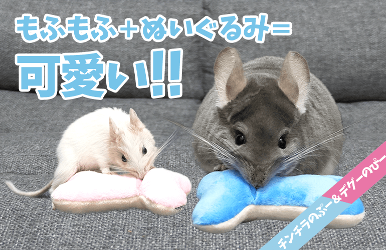 【チンチラ＆デグー】骨のおもちゃで犬みたいに遊ぶ姿がただただ可愛い！