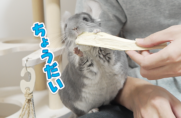 パパイヤは木の皮まで食べられるって本当！？【チンチラ＆デグー】