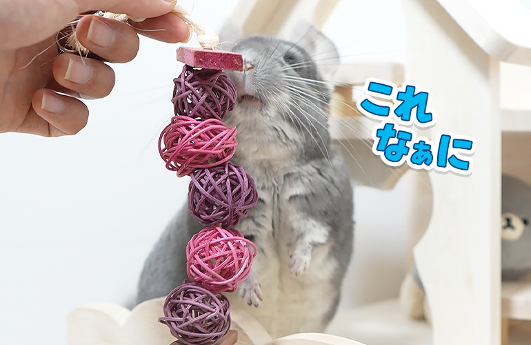 遊んでほしい飼い主ときまぐれなチンチラ