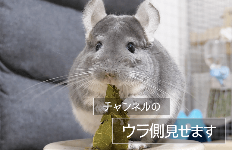 【お知らせ】サブチャンネル「ちーちゃんねるのウラ側」はじめました！