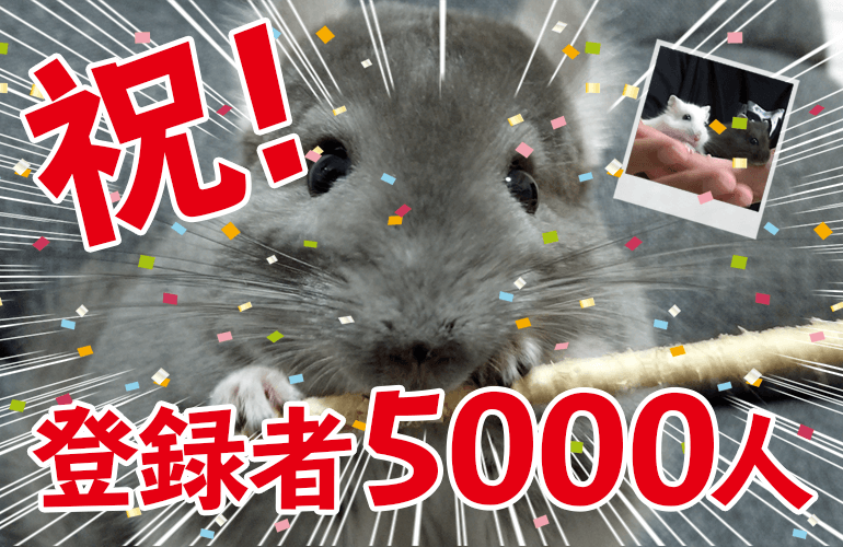 祝！YouTubeチャンネル登録者5000人突破！しらたまとあんみつとぷーちゃんとお祝い！