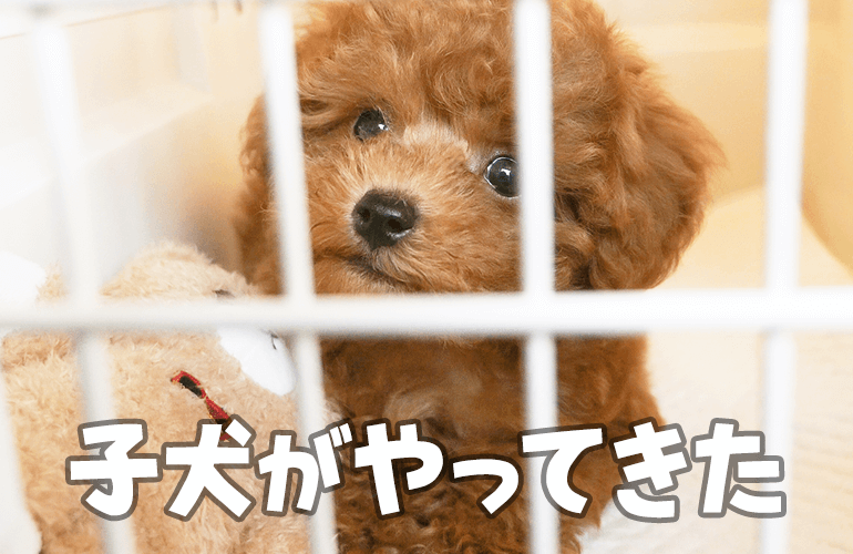 【お迎え初日】生後2ヶ月半のトイプードルの子犬をお迎えしました！