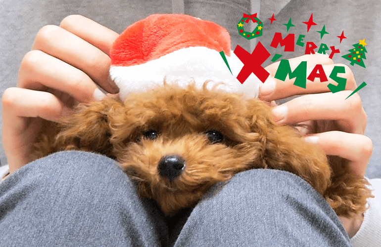 生まれてはじめてのクリスマス！プレゼントに大興奮な子犬が可愛すぎる【トイプードル】