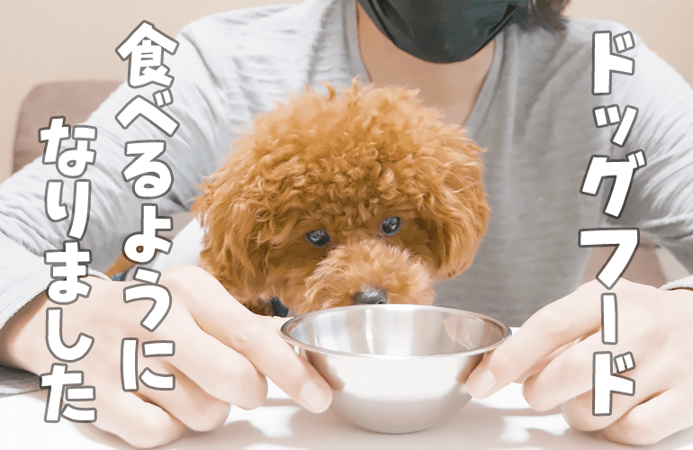 ドッグフードを食べなくなった子犬が食べるようになった方法とは【トイプードル】