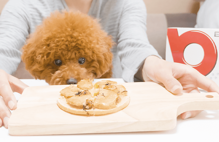 ピザーラの犬用ピザで愛犬とお祝い【トイプードル】