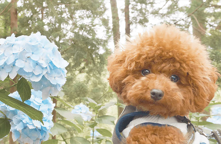 【Vlog】山一面の紫陽花を眺めながら愛犬と一緒に山登り【服部農園あじさい屋敷】