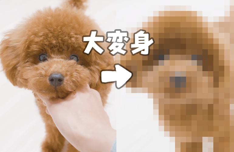 【トリミング】はじめてのテディベアカットで大変身した犬が可愛い過ぎる【トイプードル】