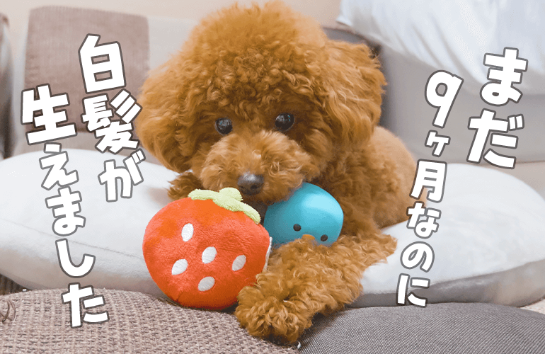 【悲報】9ヶ月の犬に白髪が生えました【トイプードル】