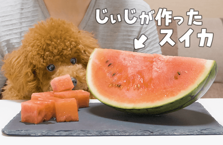 生まれてはじめてスイカを食べた犬の反応がこちら【トイプードル】