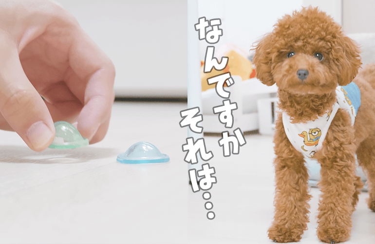 これ知ってる？謎のおもちゃで犬を誘ってみた結果…【トイプードル】