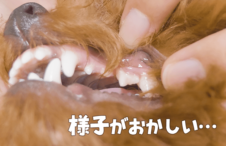 犬の歯茎の様子がおかしい…慌てて病院へ行ったら意外な事実が！