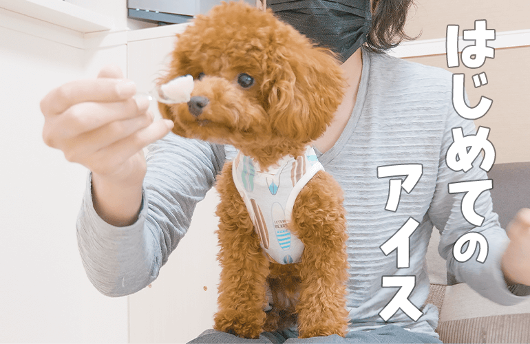 犬と一緒にアイスを食べたら幸せすぎた【トイプードル】