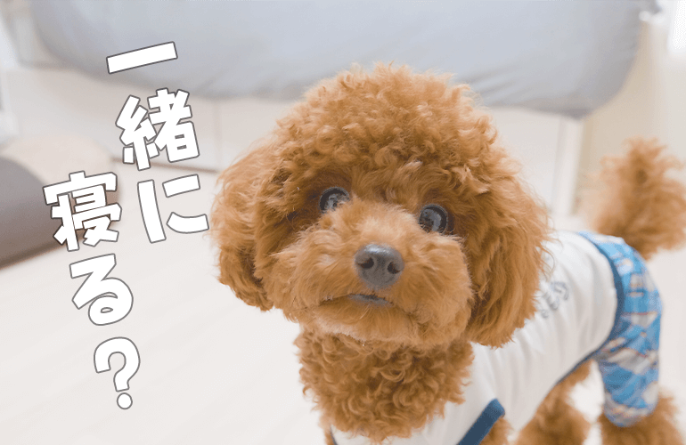 退屈そうな犬に「一緒に寝る？」って誘ってみたら可愛すぎた【トイプードル】