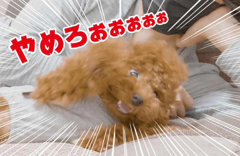 飼い主のオナラの音にブチギレる犬【トイプードル】