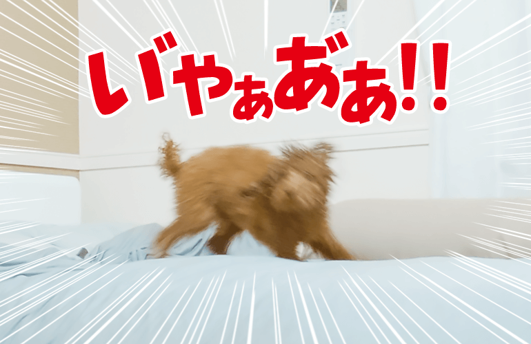 お風呂が嫌いな犬をお風呂に入れた後のストレス発散方法が激しすぎる【トイプードル】