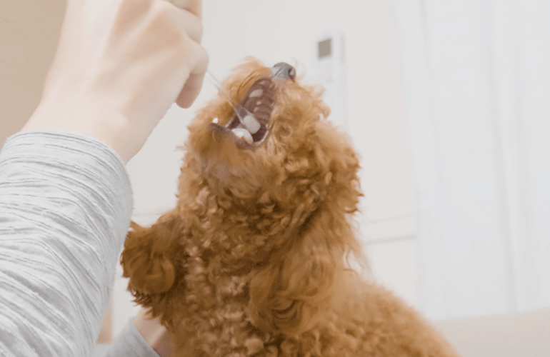 うちの犬が歯磨きを好きになった方法【トイプードル】