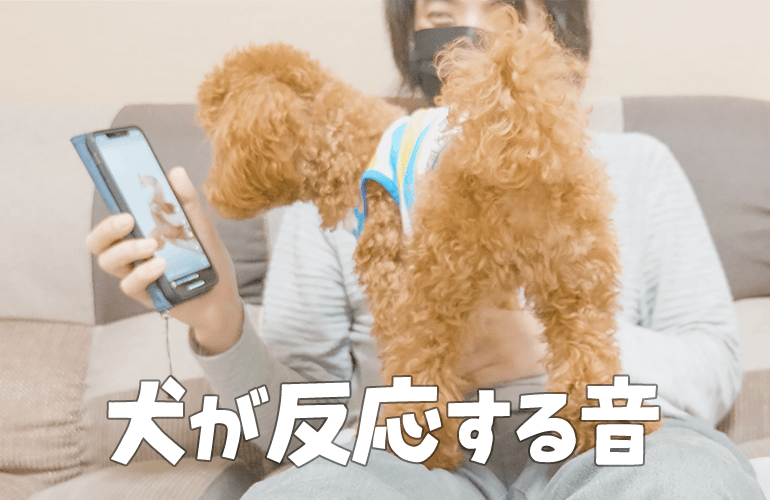 【衝撃】愛犬の為に「犬が反応する音」を作って聞かせてみた【トイプードル】