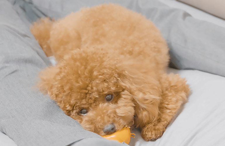 具合が悪くて寝ている飼い主の邪魔をしないようにひとりで遊ぶ犬が健気で可愛すぎる！