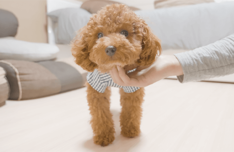 玄関を開けた途端に雨が降ってきて散歩に行けなくなった犬がこちら【トイプードル】