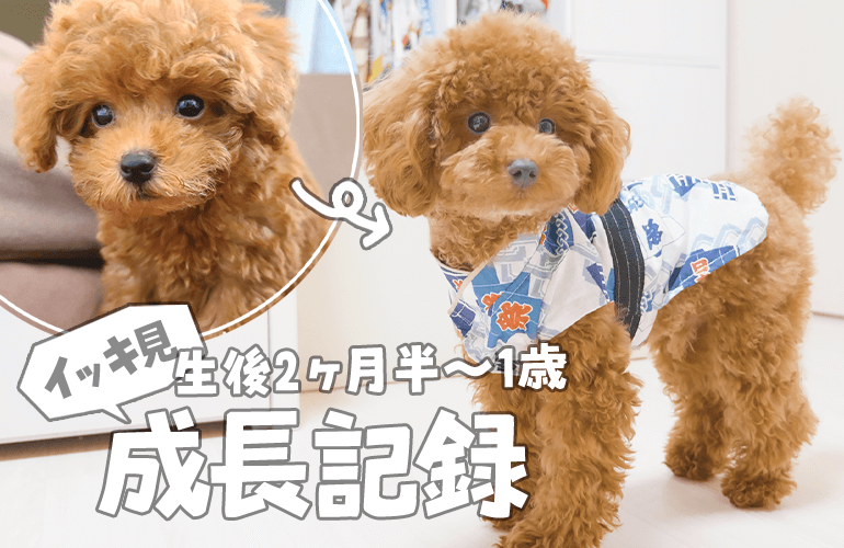 トイプードルの子犬の成長記録！生後2ヶ月半～1歳までをイッキ見