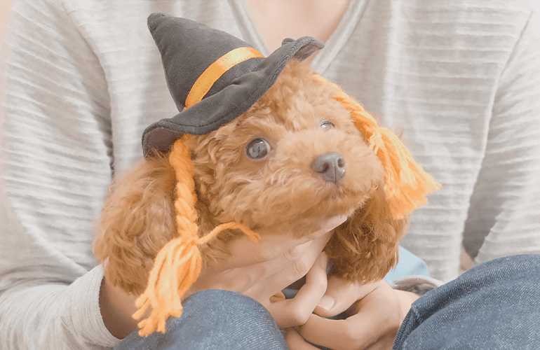 トイプードルにハロウィンの仮装コスプレしたら可愛すぎた🎃【Happy Halloween 2021】