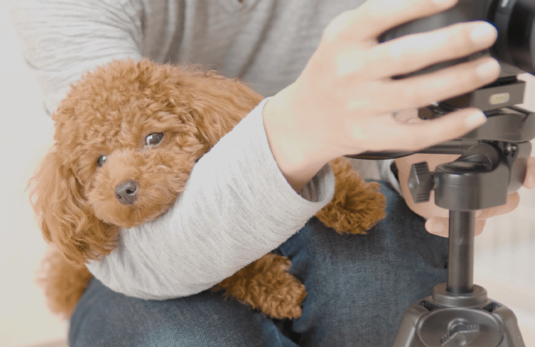 飼い主のそばを片時も離れたくない犬【トイプードル】