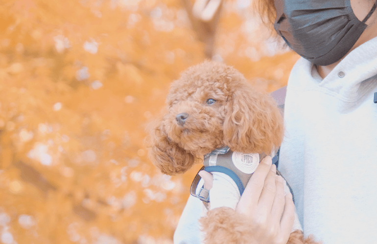 【Vlog】日光の美しい紅葉と愛犬に癒やされる休日【華厳の滝・竜頭の滝・中禅寺湖・日光東照宮】