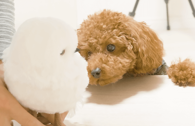 はじめてフクロウを見た犬の反応が可愛すぎた【トイプードル】