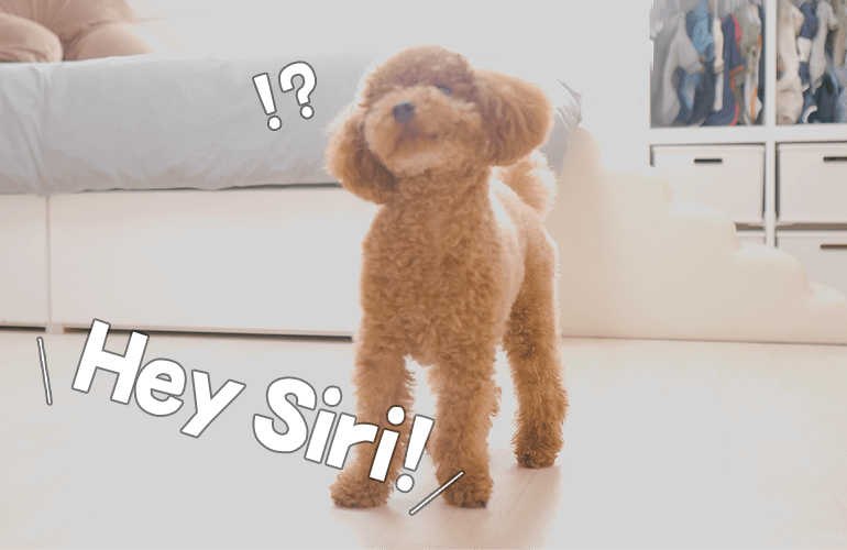 Siriに反応する犬【トイプードル】