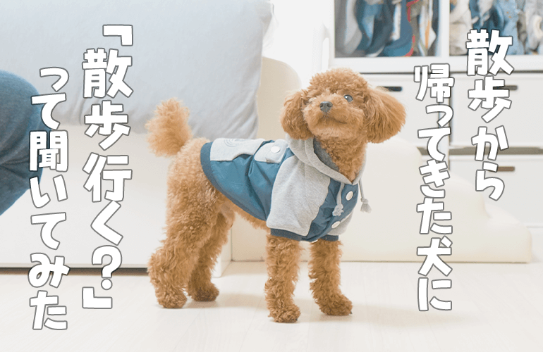 お散歩から帰ってきたばかりの犬に「散歩行く？」って聞いてみた【トイプードル】