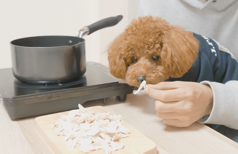 【超簡単】愛犬の為にはじめての料理！？しっとりふわふわ手作り茹でささみが美味しすぎる！