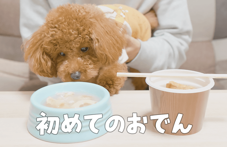 初めておでんを食べた犬の反応がこちら【トイプードル】