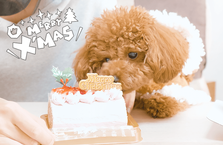 犬と一緒にクリスマスケーキを食べたら幸せすぎた【トイプードル】