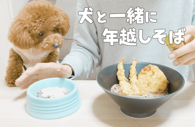 犬と一緒に年越しそばを食べながらのんびり過ごす大晦日【トイプードル】