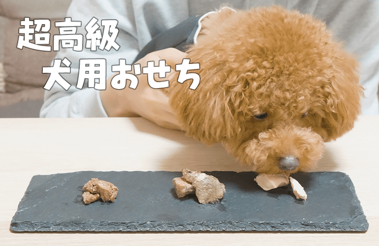 高級肉の詰め合わせ！初めて食べる犬用おせちに興奮が止まらない！【トイプードル】