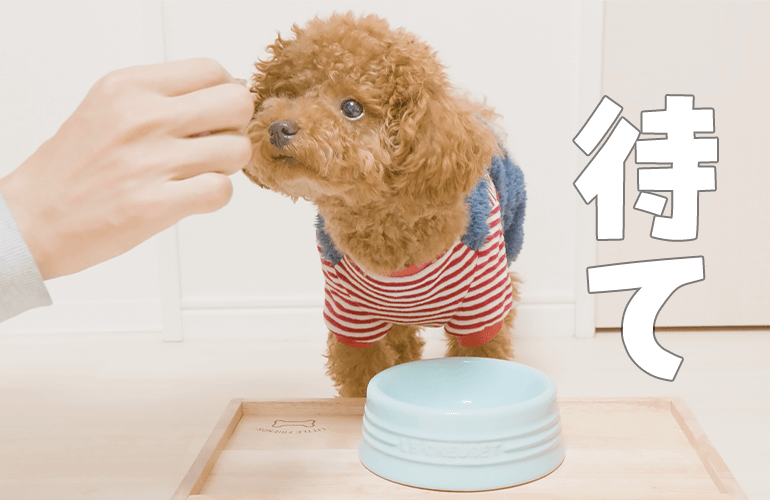 「待て」を覚えた犬が可愛すぎる【トイプードル】