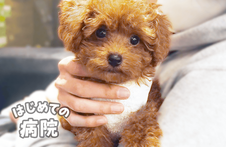 はじめての病院が怖くて鳴いちゃうトイプードルの子犬【ワクチン接種】