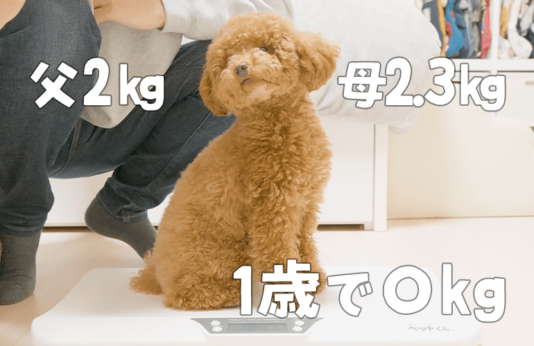 出会った時500gだった子犬は1年経ってどれくらい大きくなったのか【トイプードル】