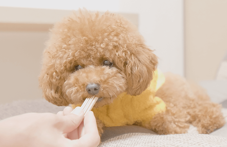 はじめて犬に歯磨きガムをあげたら気に入り過ぎて離してくれなくなりましたｗ【トイプードル】