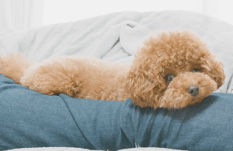 絶対に飼い主の上で寝ると決めた犬【トイプードル】