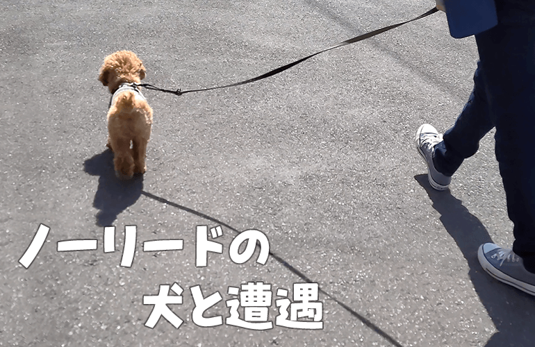 散歩中にノーリードの犬と遭遇しました【トイプードル】