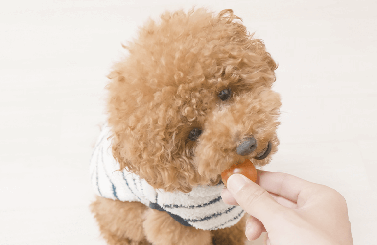 生まれてはじめてミニトマトを食べた犬の反応がこちら【トイプードル】