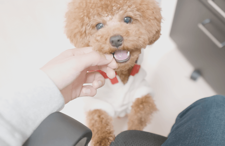 そこにおやつがあると知った犬の圧が強すぎた