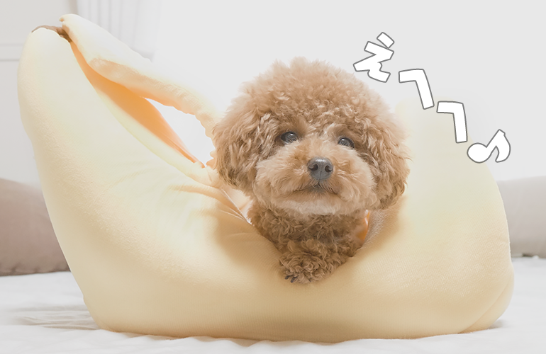 いろいろな意味でバナナベッドにハマってしまった愛犬が可愛すぎる【トイプードル】