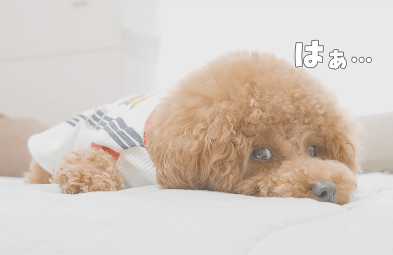 【犬の気持ち】ため息をついてふて寝するトイプードル